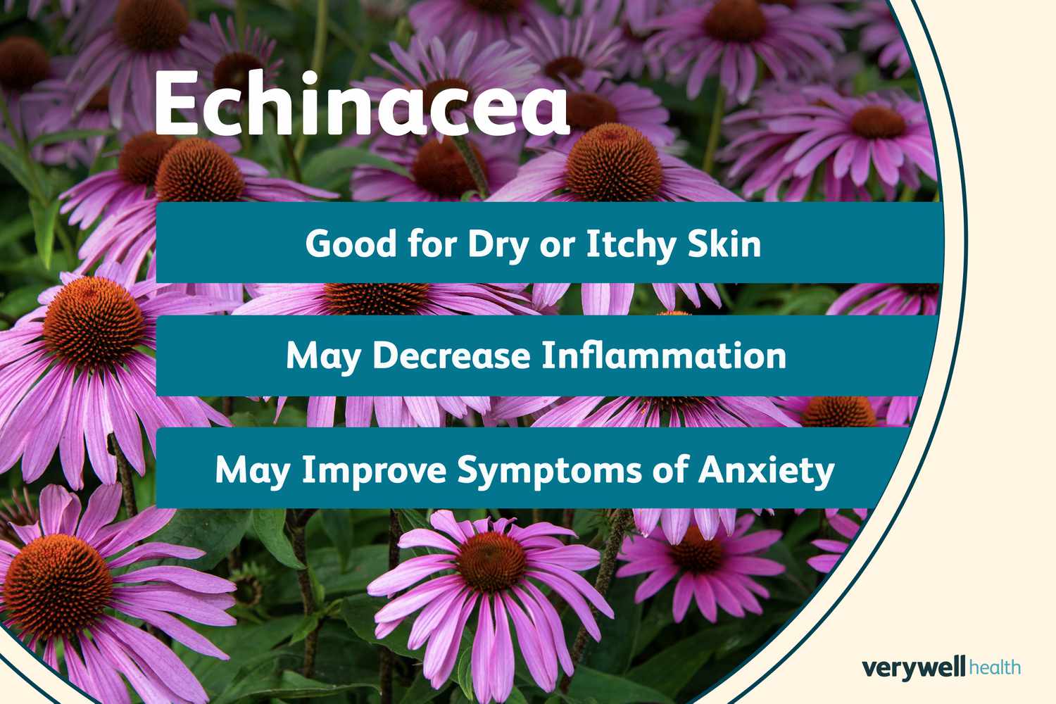 Echinacea