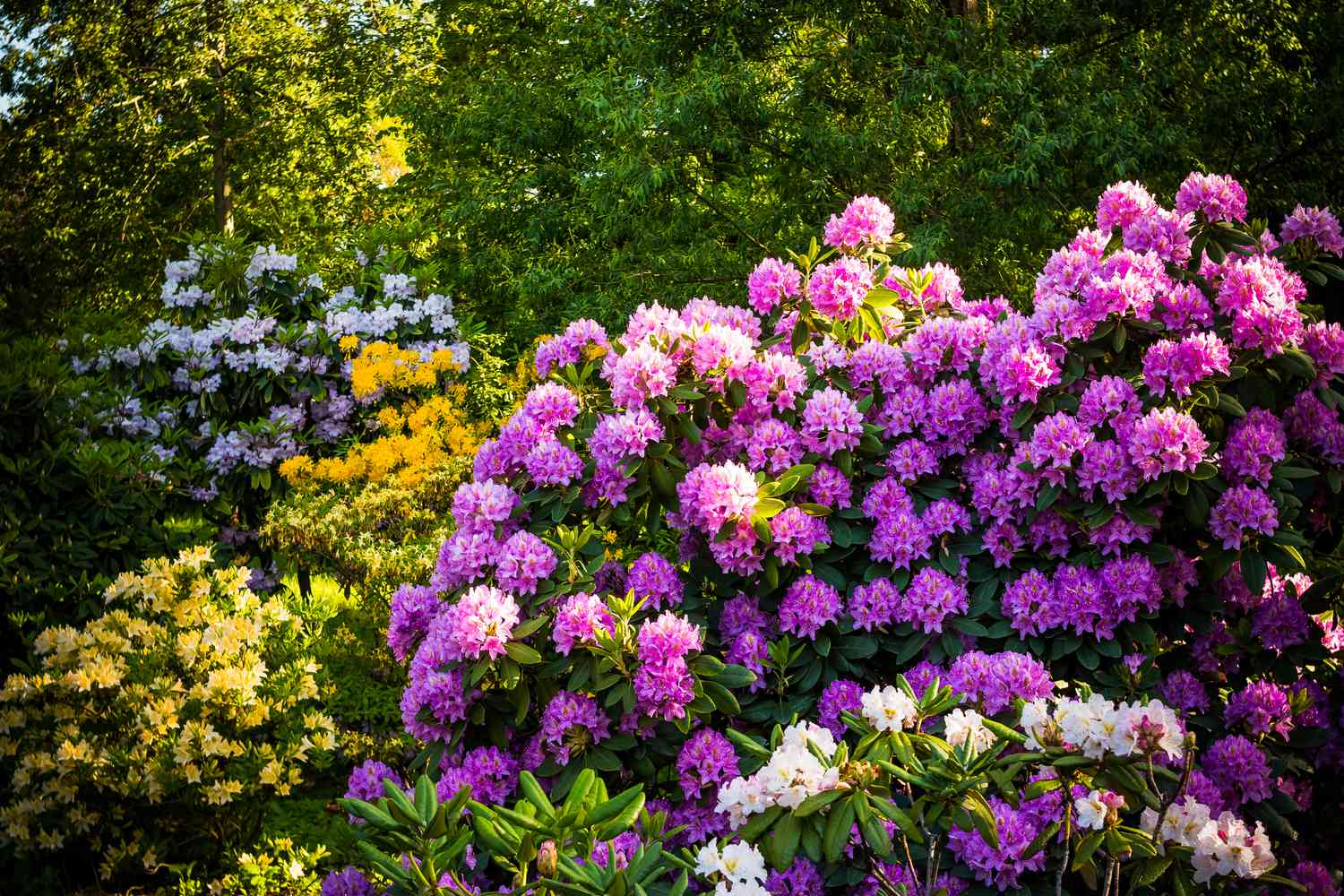 Most Shade-Loving Shrubs