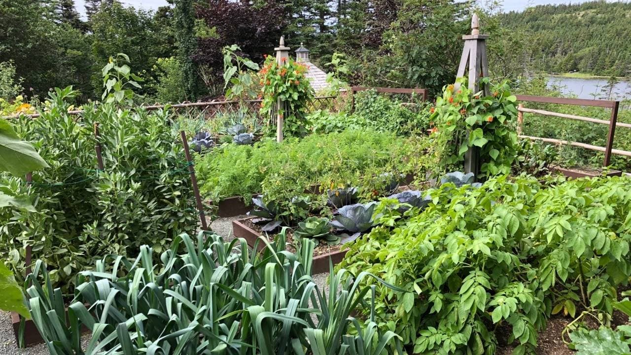Savvy Gardening