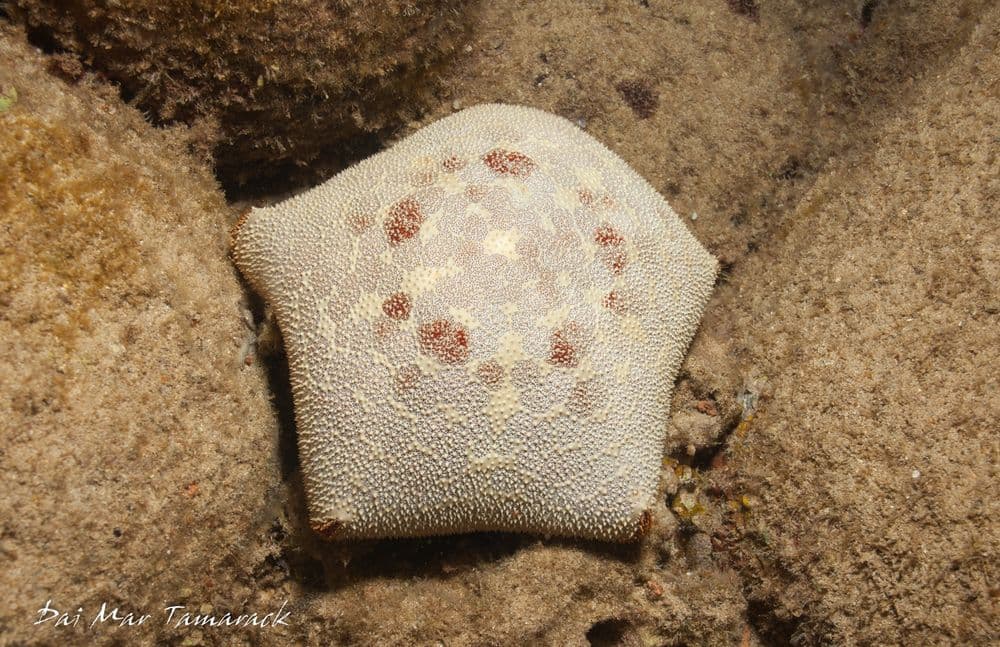 Poipu Palace Convertible Top Large Bird Cage