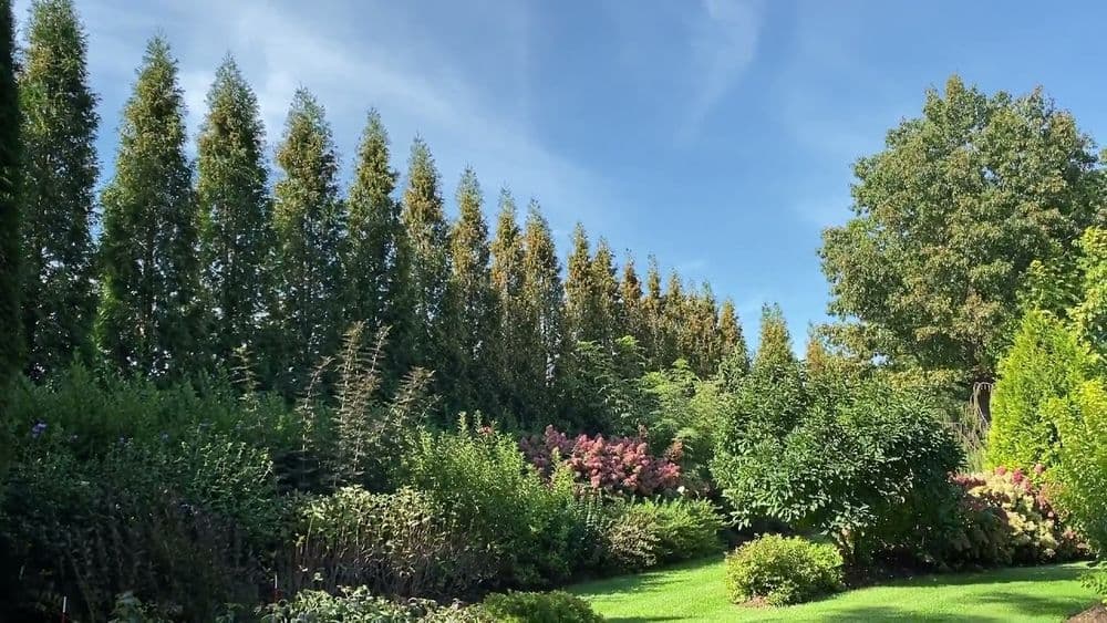 Full Speed A Hedge® 'American Pillar' Arborvitae