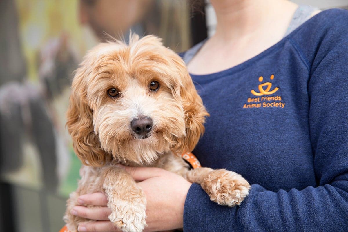 Best Friends Animal Society