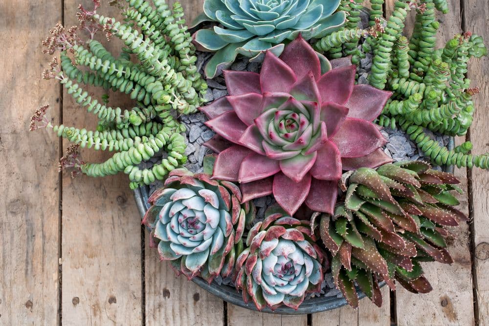 Patterned Gilt Succulent