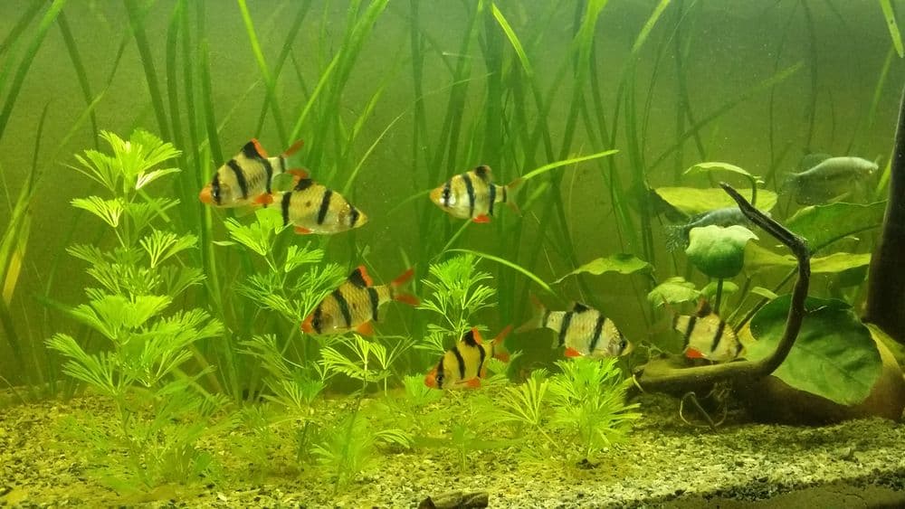 Tiger Barb