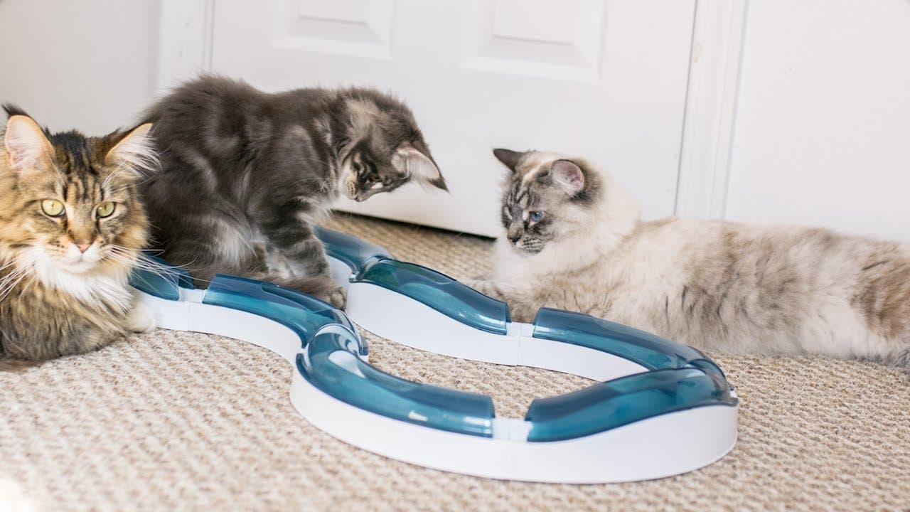 Catit Design Senses Circuit Super Roller Cat Toy