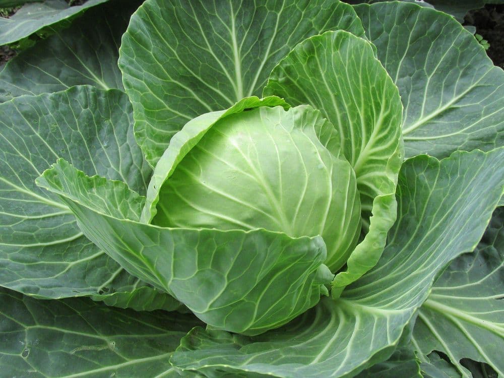 Cabbages