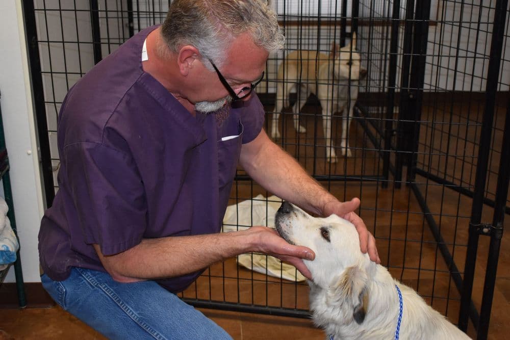 Hearts United for Animals