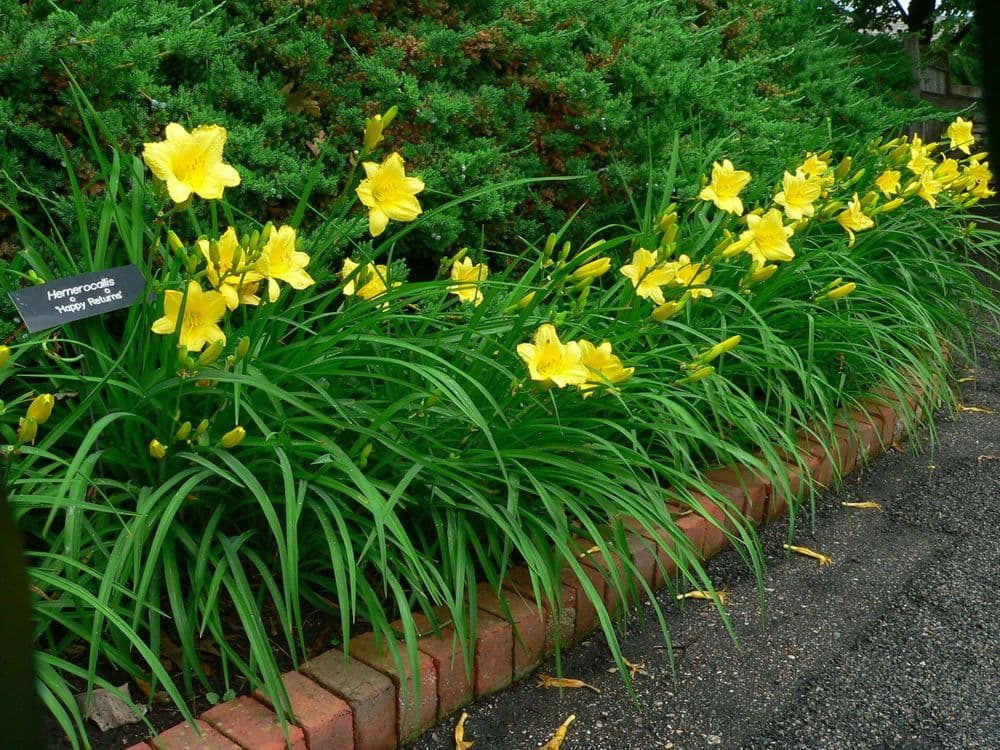 Day Lilies