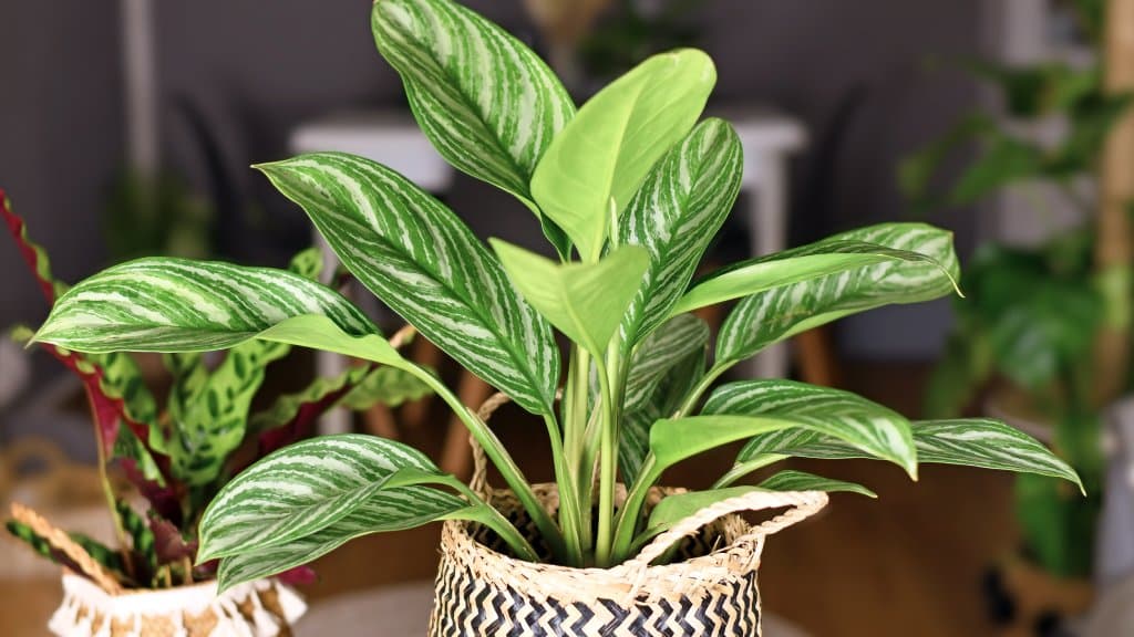 Chinese Evergreen