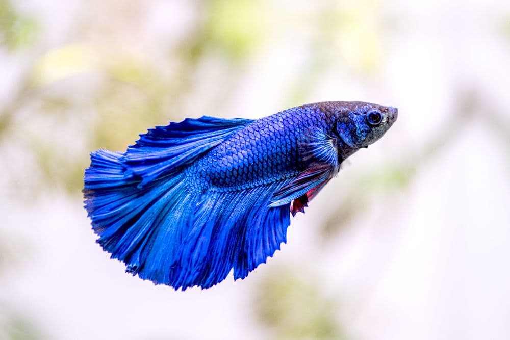 Betta Fish